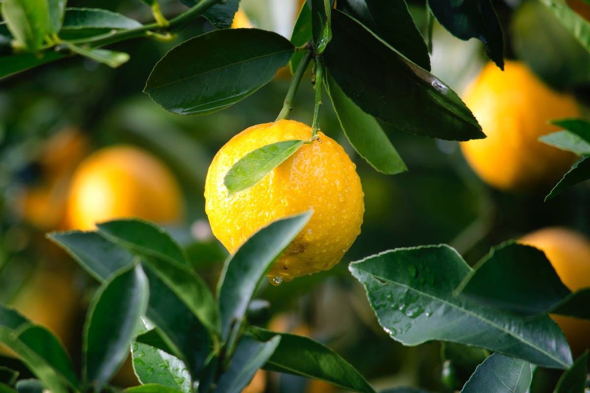 Nourrir et soigner votre citronnier : les solutions pour des feuilles vertes et saines !