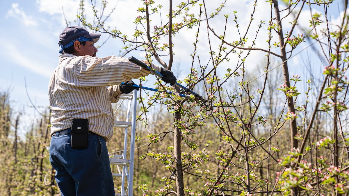 Les secrets de réussite pour bouturer les arbres fruitiers